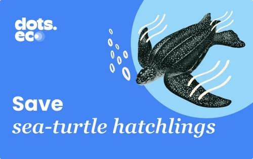 Dots.eco - Rädda havssköldpaddsungar SE
